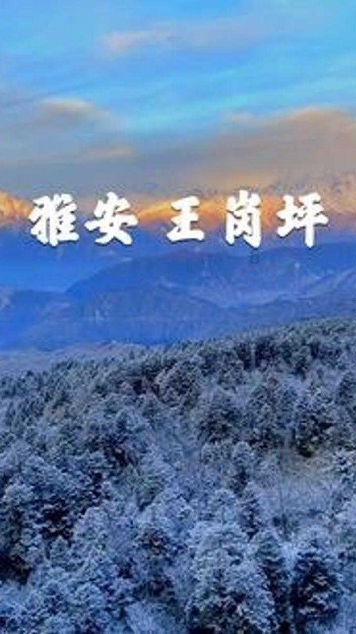 大白猫逃脱